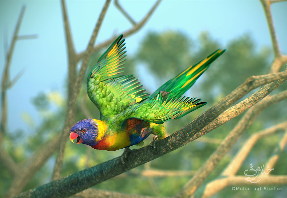 lorikeet1