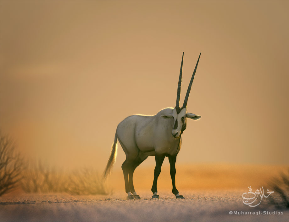 Oryx1